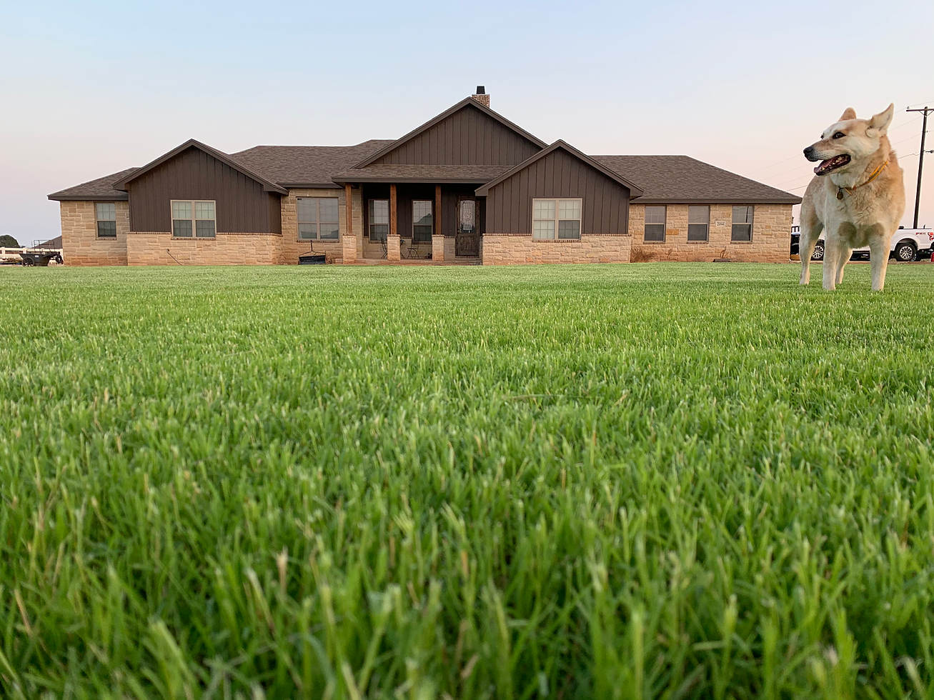 Thick green Bermuda lawn at ground level in front of a stone and brown-sided ranch-style home, with a tan dog standing on the grass — Tejas Pest and Weed Control lawn aeration