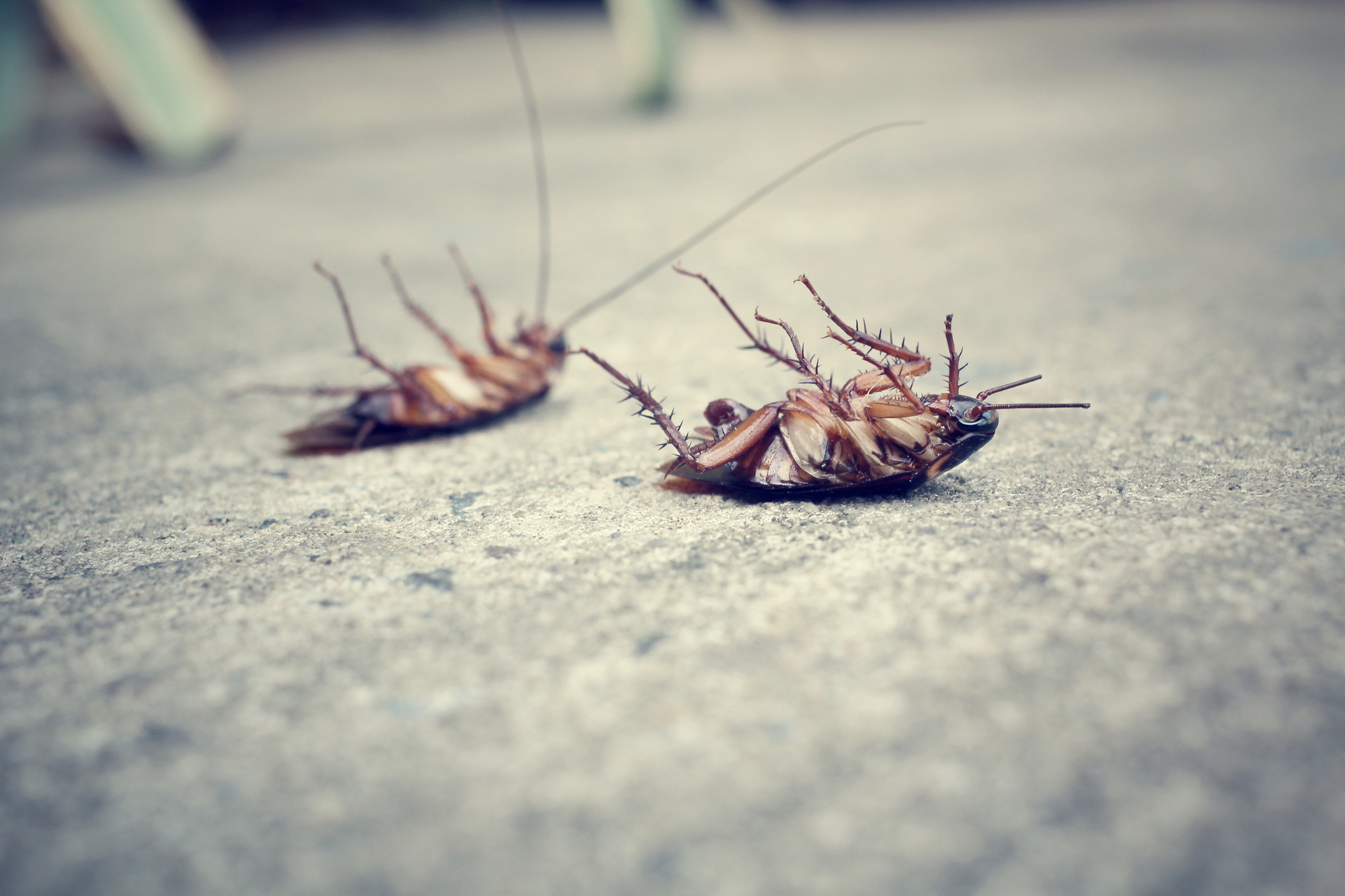 Example of cockroaches controlled during a residential pest service — Tejas Pest and Weed Control.