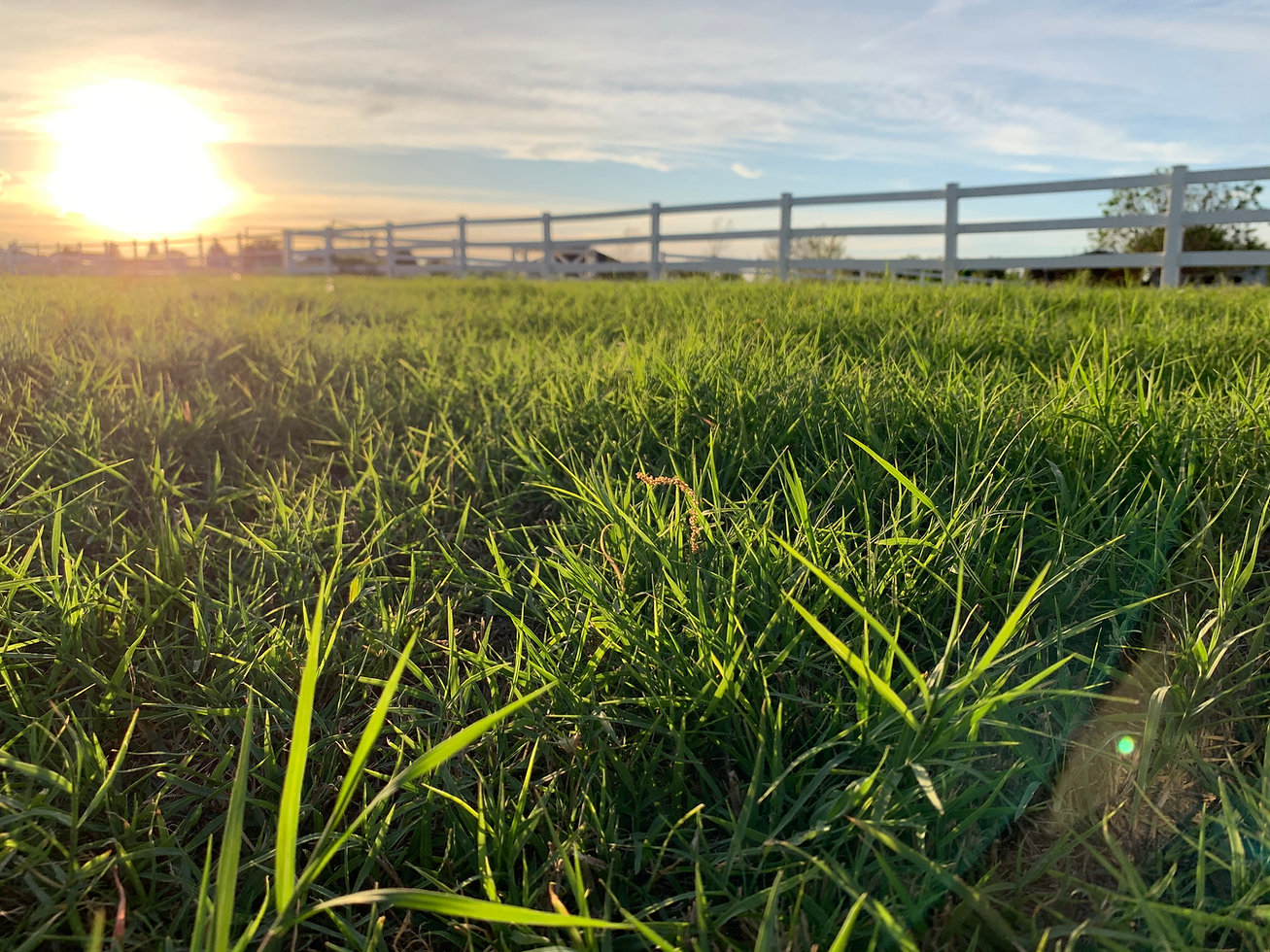 Tall grass and weeds along a white rail fence at sunset near an Andrews or Seminole West Texas home - Tejas Pest and Weed Control
