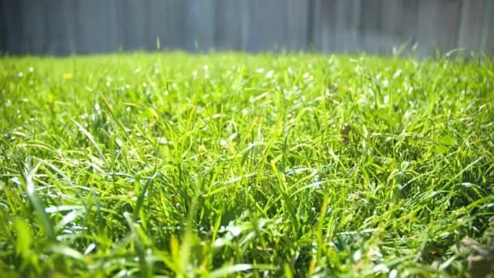 Close-up of healthy green Bermuda lawn blades in bright West Texas sun — Tejas Pest and Weed Control fall fertilizer