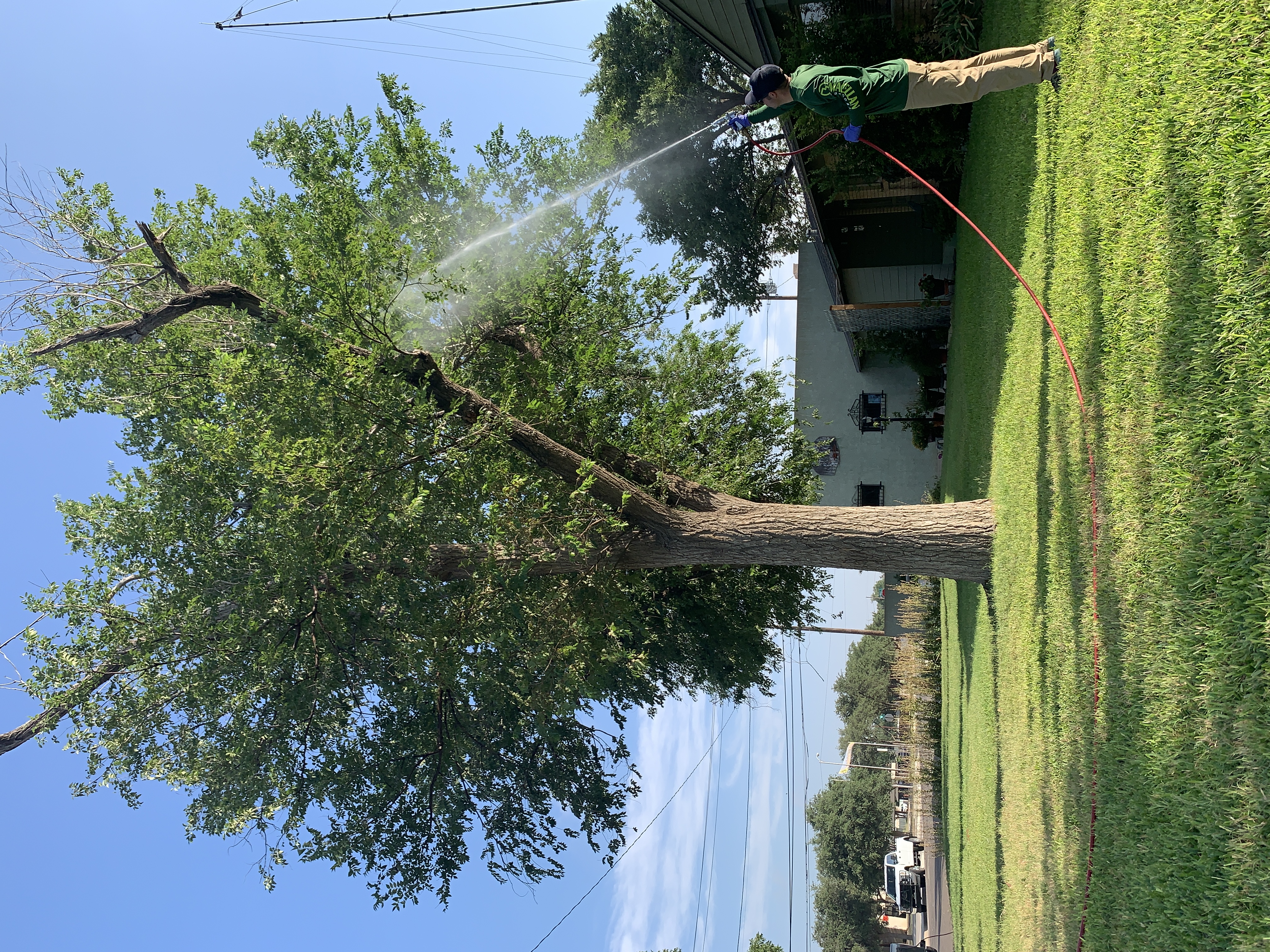 Tejas Pest and Weed Control tech in green shirt spraying mist high into a large tree canopy with blue gloves and red hose — Midland Permian Basin fall tree care