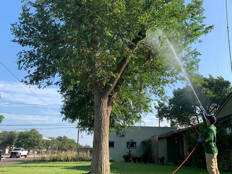 Tejas Pest and Weed Control tech in green shirt spraying mist high into a large tree canopy with blue gloves and red hose — Midland Permian Basin fall tree care