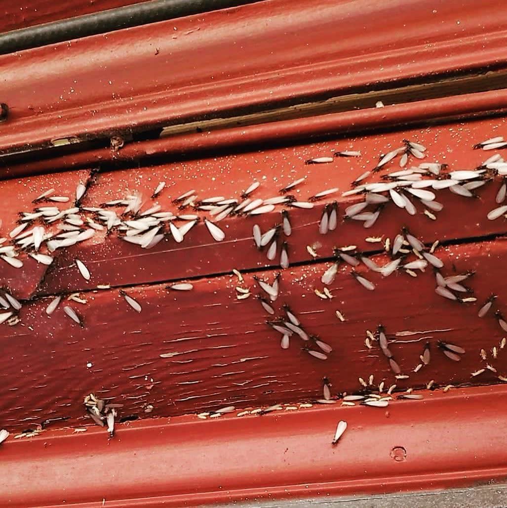 Close-up of winged termite swarmers after rain — Tejas Pest and Weed Control Midland
