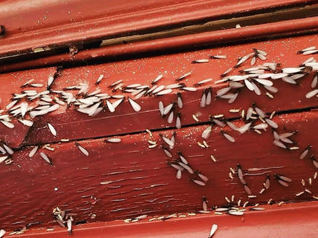 Close-up of winged termite swarmers after rain — Tejas Pest and Weed Control Midland