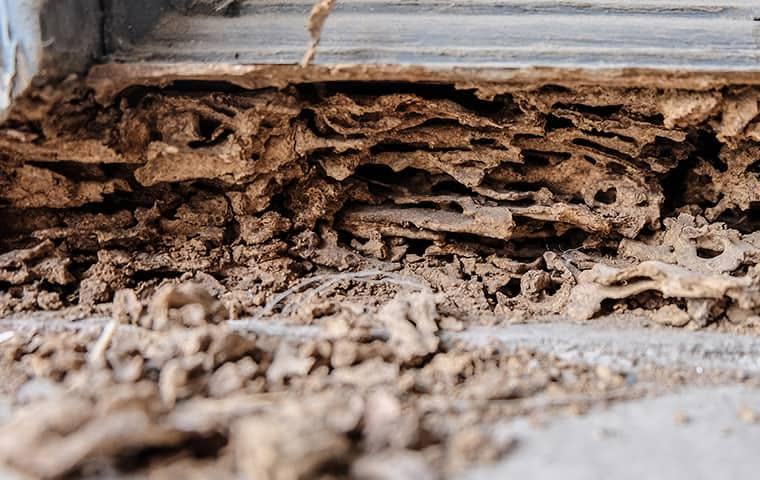 Hollowed wood with termite galleries — Tejas Pest and Weed Control Odessa termite inspection