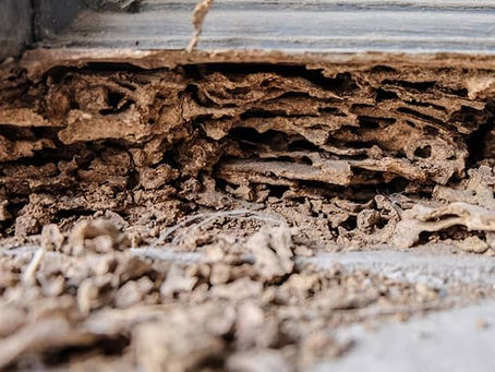 Hollowed wood with termite galleries — Tejas Pest and Weed Control Odessa termite inspection