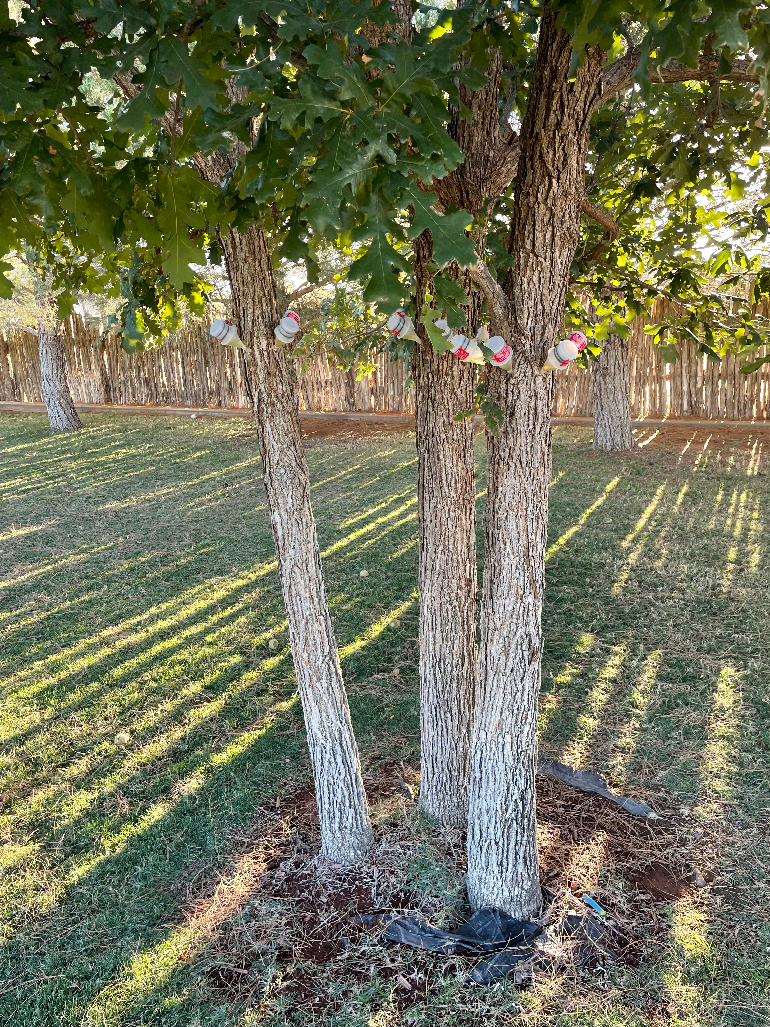 Professional trunk injection capsules on an oak for fall tree treatments by Tejas Pest and Weed Control in Andrews TX