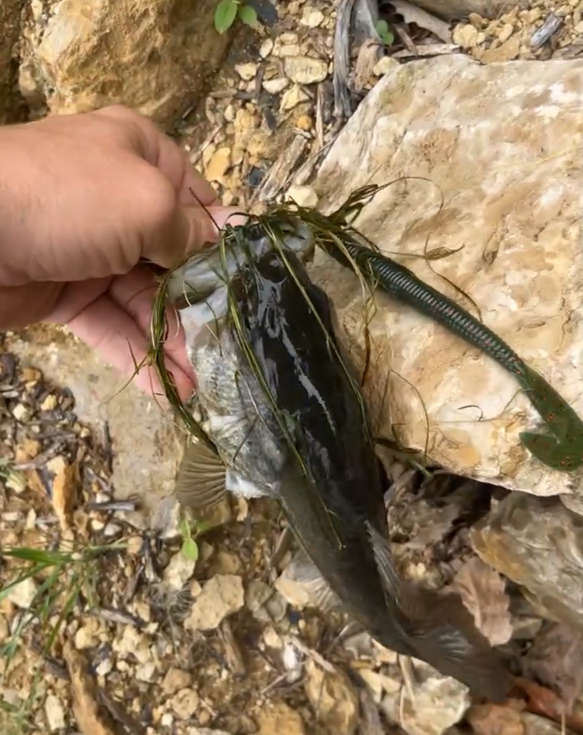 Soft plastic speed worm rigged for bass fishing