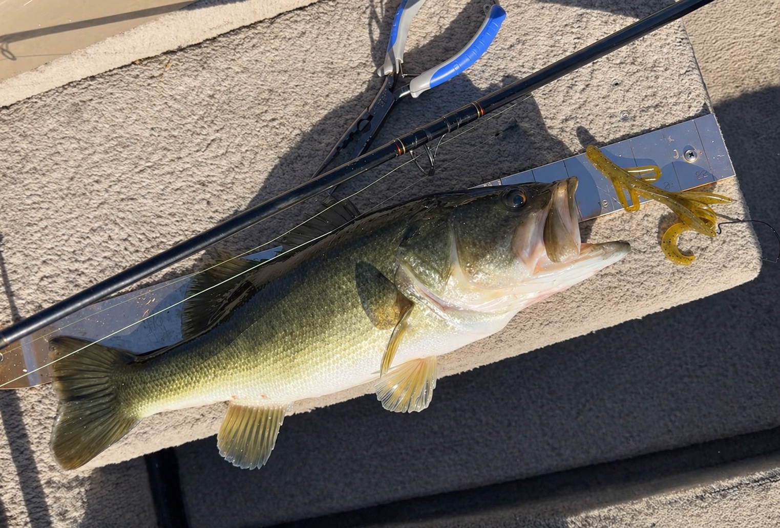 Largemouth bass caught using a Cliff Bait soft plastic lure in Florida freshwater