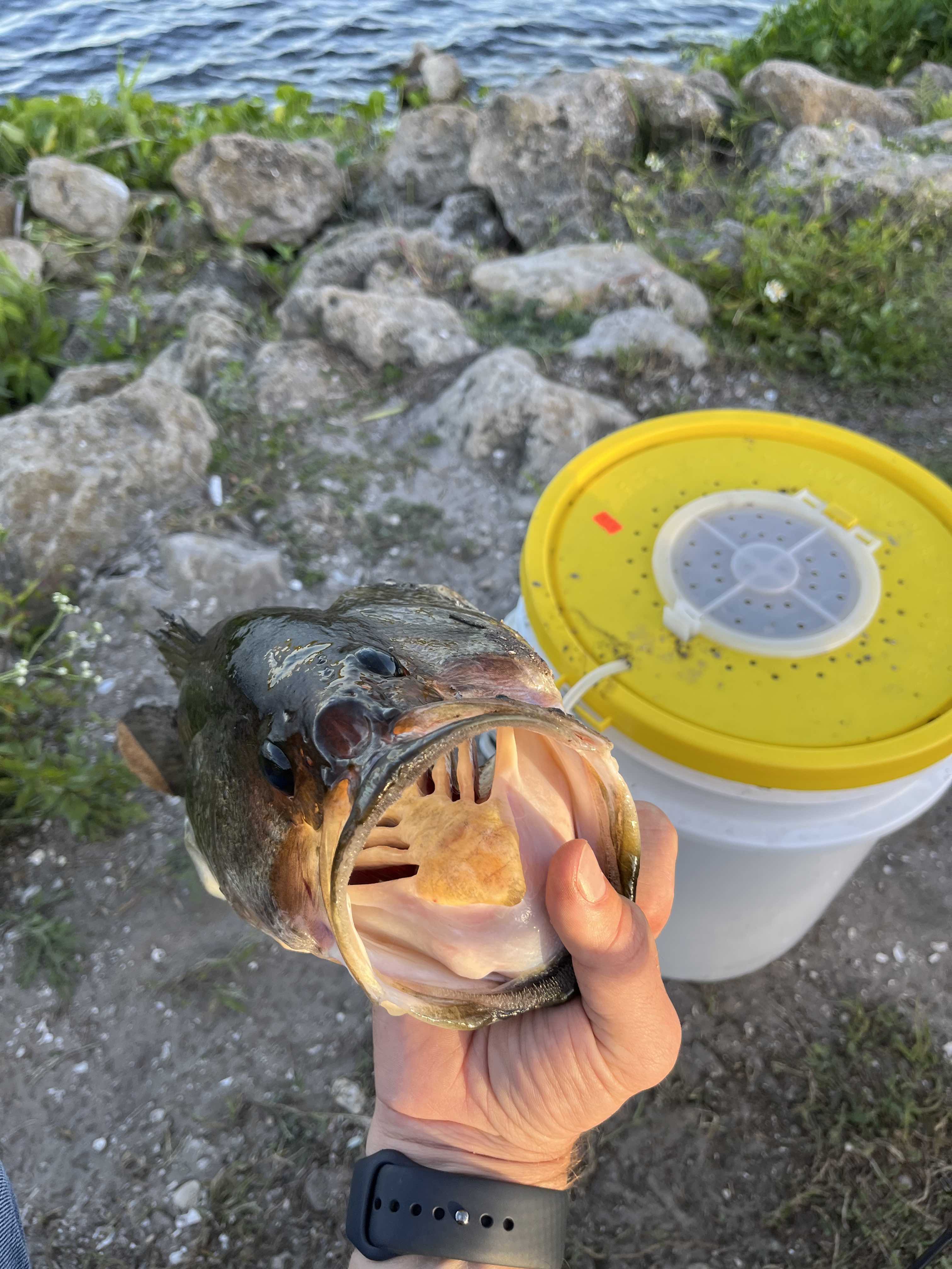 Live shiner bait used for bass fishing