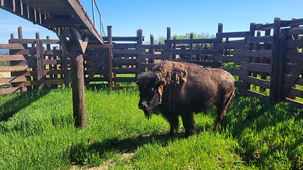 Arikaree Farms Donates Two Female Bison to Grinding Stone Collective for Denver Bison Harvest 