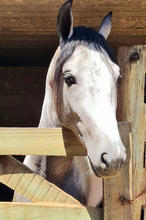 cavalo 1