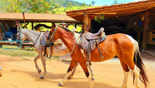 Cavalos