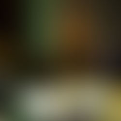 Große Showklänge beim Weihnachtskonzert der Erzherzog Johann Trachtenkapelle