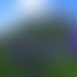 Comeback der Iris sibirica: Blühende Botschafterin für bedrohte Feuchtwiesen