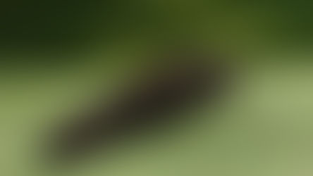 Glühwürmchen: Die leuchtenden Bioindikatoren