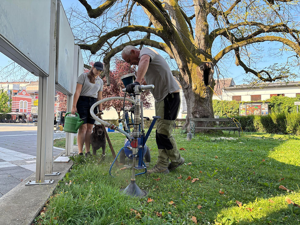 Mithilfe von Druckluft wird der Boden rund um die Linde aufgelockert, die Löcher werden dann mit einer Spezialmischung aufgefüllt