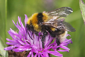 Hummeln helfen – Beobachtungen rettet Arten