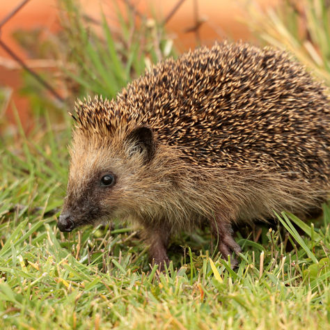 Naturschutzbund plädiert für igelfitte Gärten