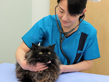 猫の健康診断