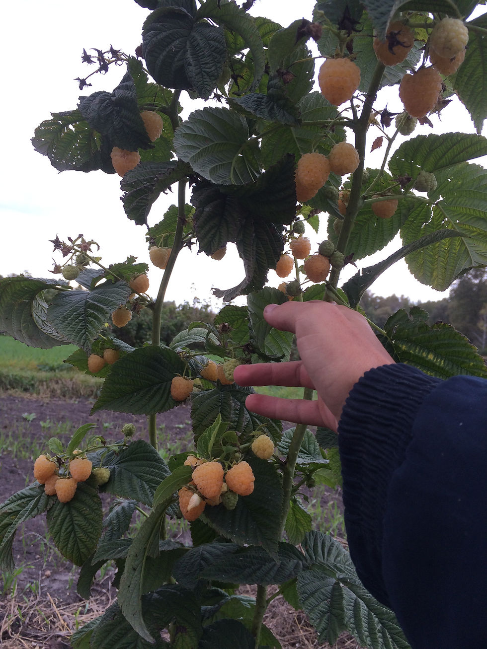 Миниатюра: Малина "Жёлтая зюгана"