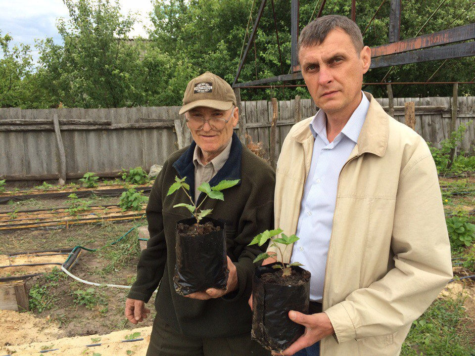 Ежевика "Prime Ark Traveler"