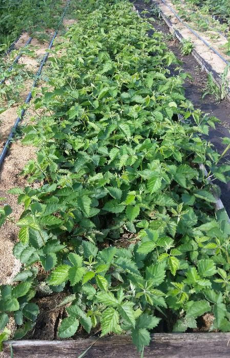 Миниатюра: Ежевика "Prime Ark Traveler"