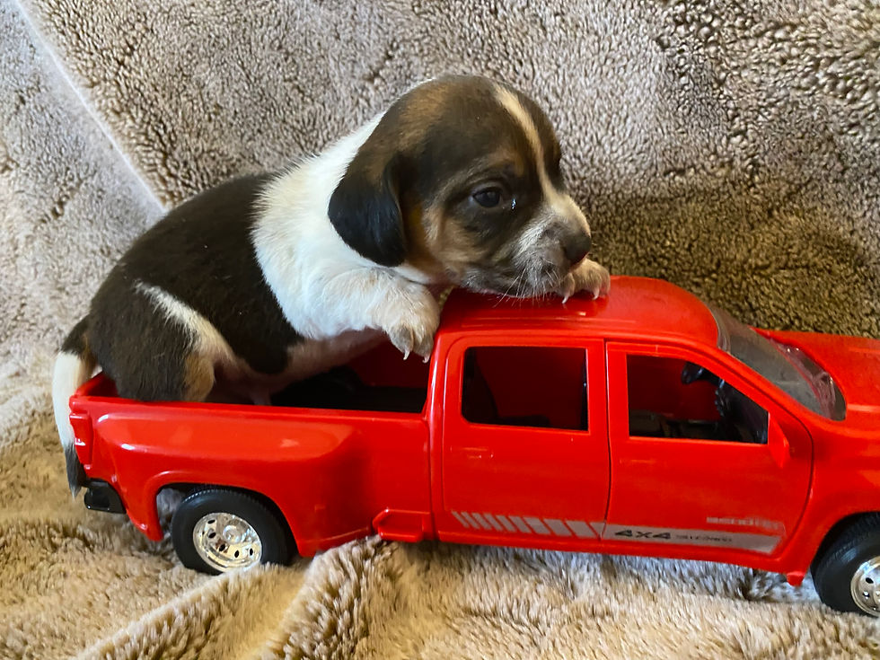Thumbnail: SOLD (Diesel) Ruby/Calvin Pup 4