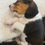 Thumbnail: RESERVED (Snoop) Ruby/Calvin Pup 6