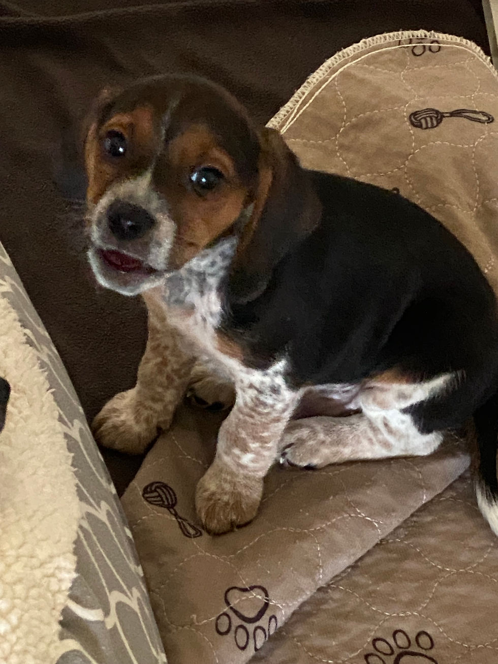 Thumbnail: SOLD (Jax) Ruby/Calvin Pup 2