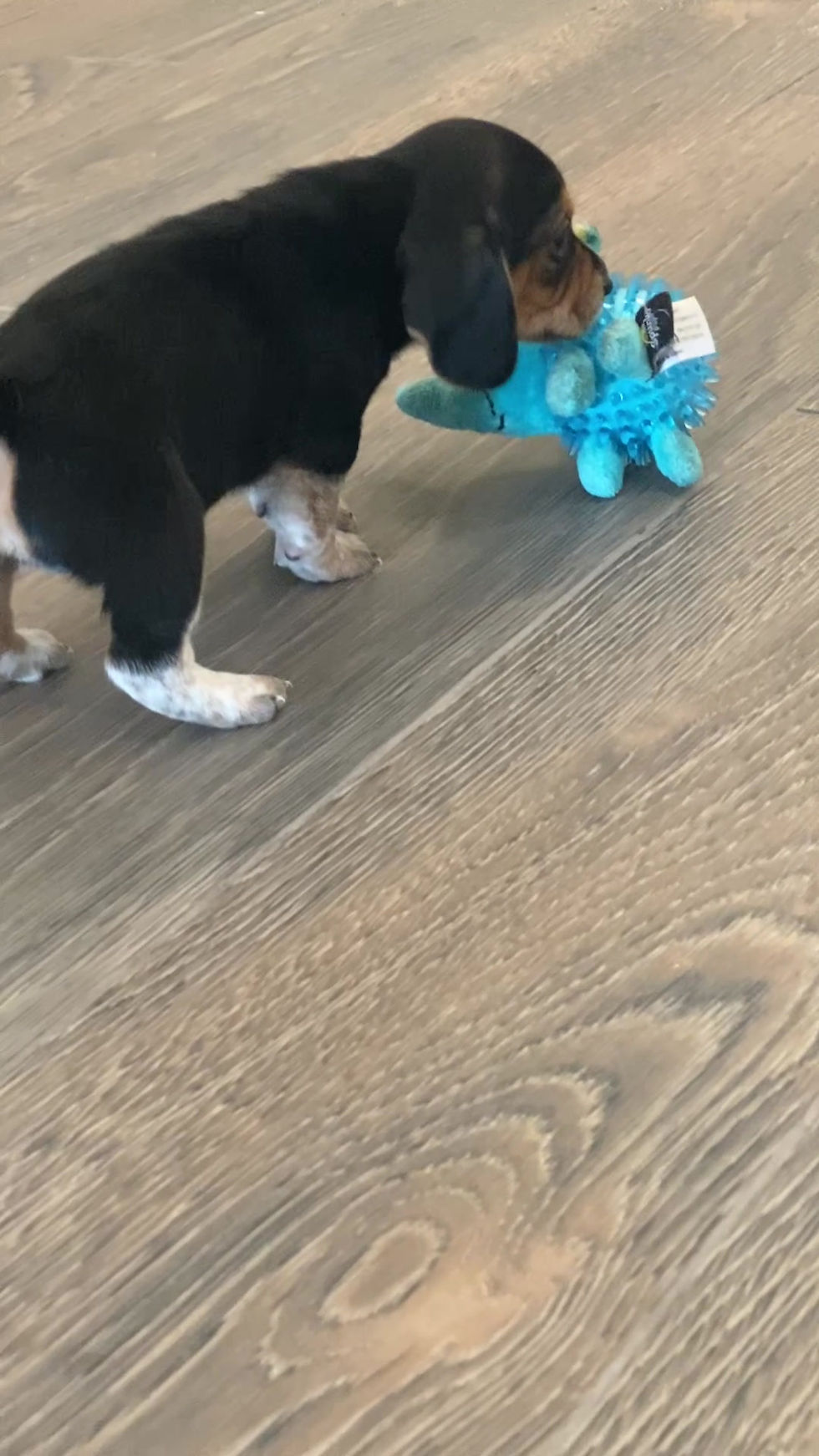 Thumbnail: SOLD {Miles) Ruby/Calvin Pup 3