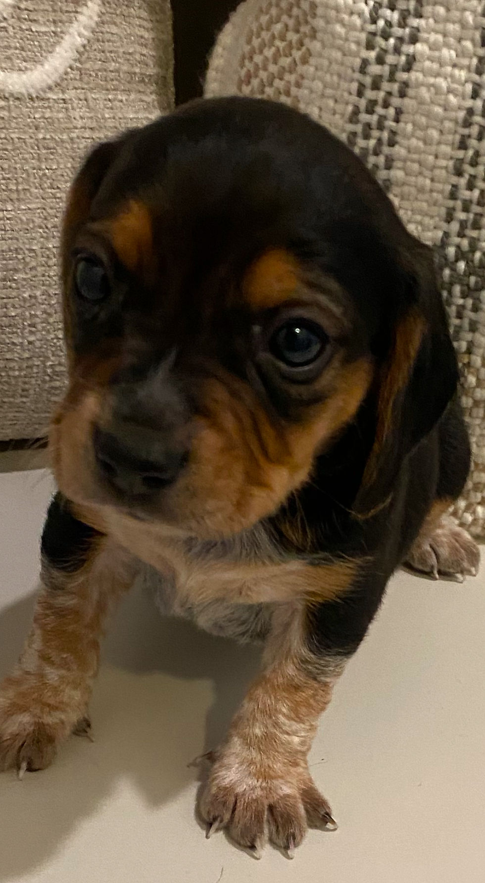 Thumbnail: SOLD {Miles) Ruby/Calvin Pup 3