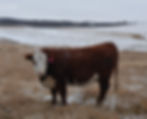 Commercial Bred Selling Dec 14