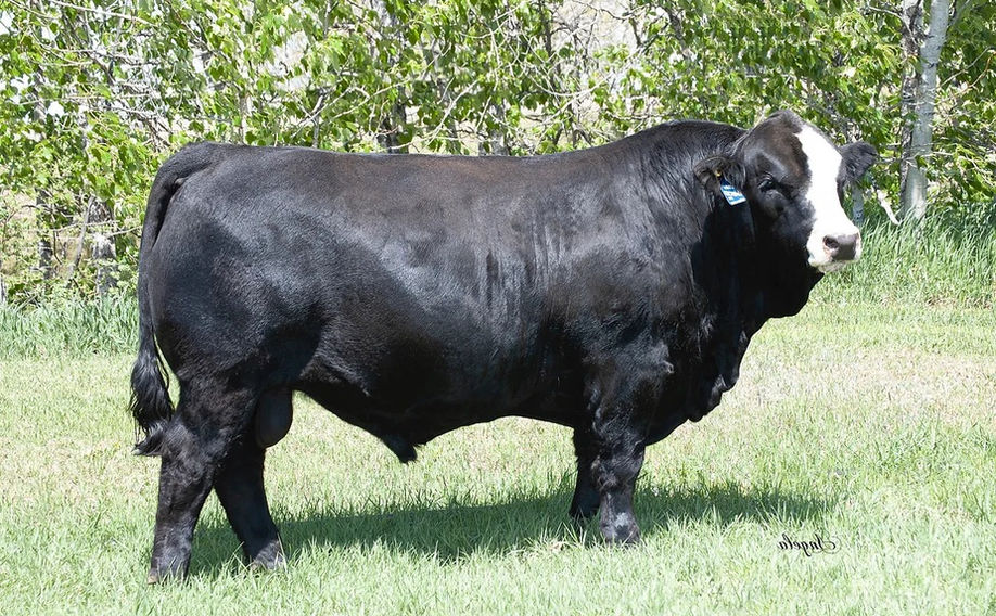 Crossroad Connected 12G