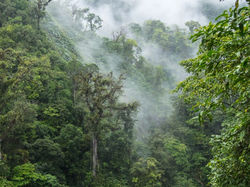 full-clouds-engulfing-monteverde-cloud-forest