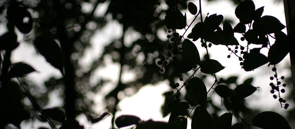 よみがたり 於 森の詩(長野県駒ヶ根)