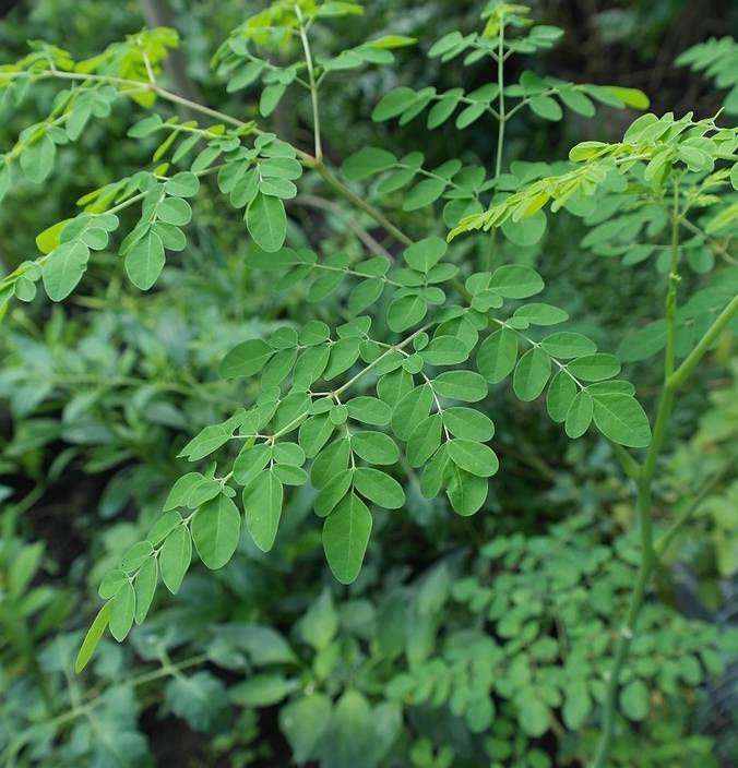 Moringa, ¿La planta milagrosa contra el COVID-19?