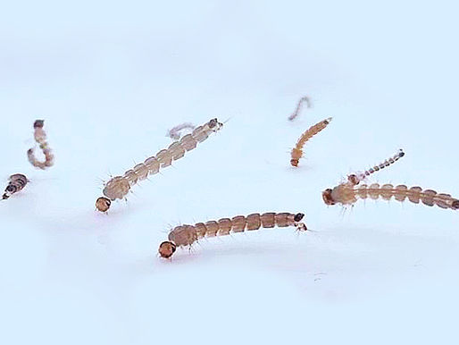 Descubren que las larvas del mosquito transmisor del dengue son capaces de “respirar” bajo el agua (*)