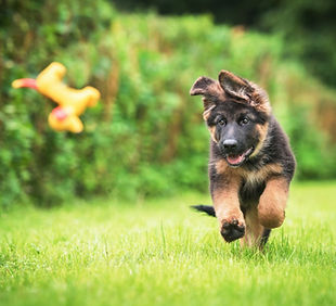 puppy.jpeg