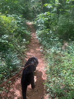 Wilton enjoying nature.