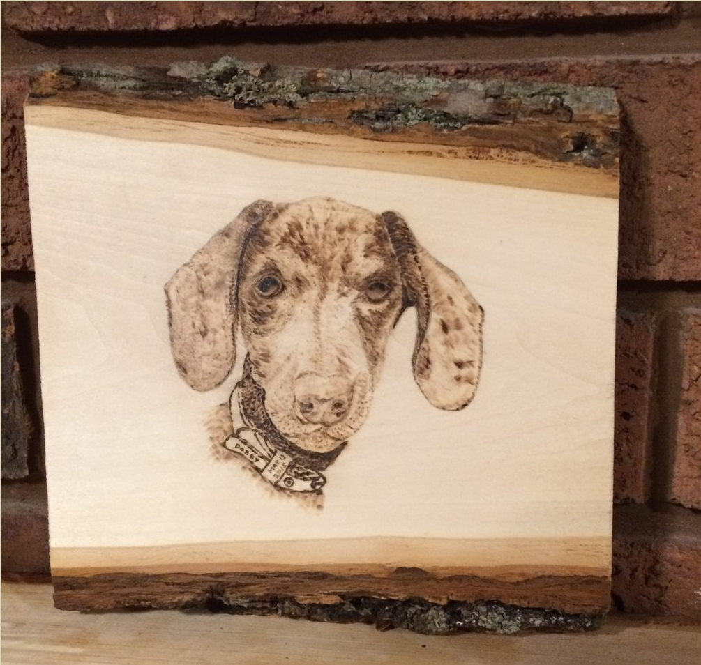 Dobby the Dachsund Puppy