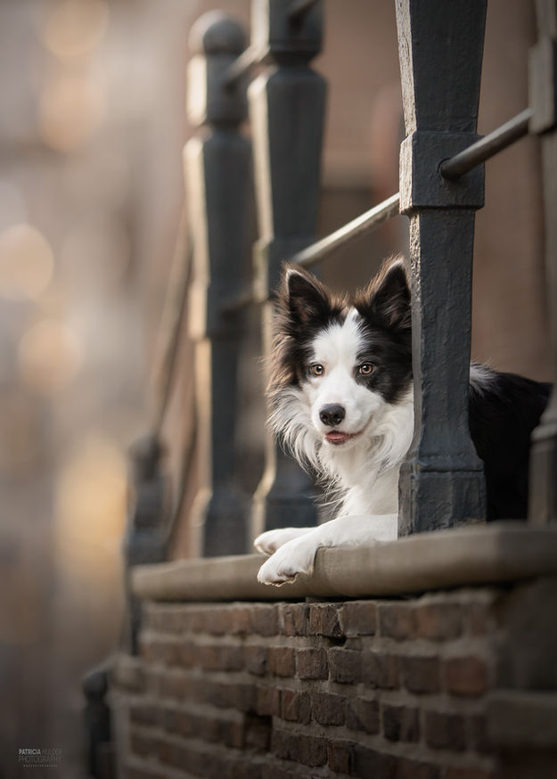 Urban fotografie met hond