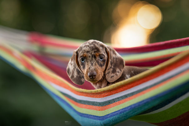 teckel pup in hangmat