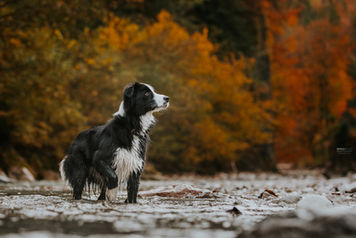 Hond in de herfst - Patricia Mulder Photography