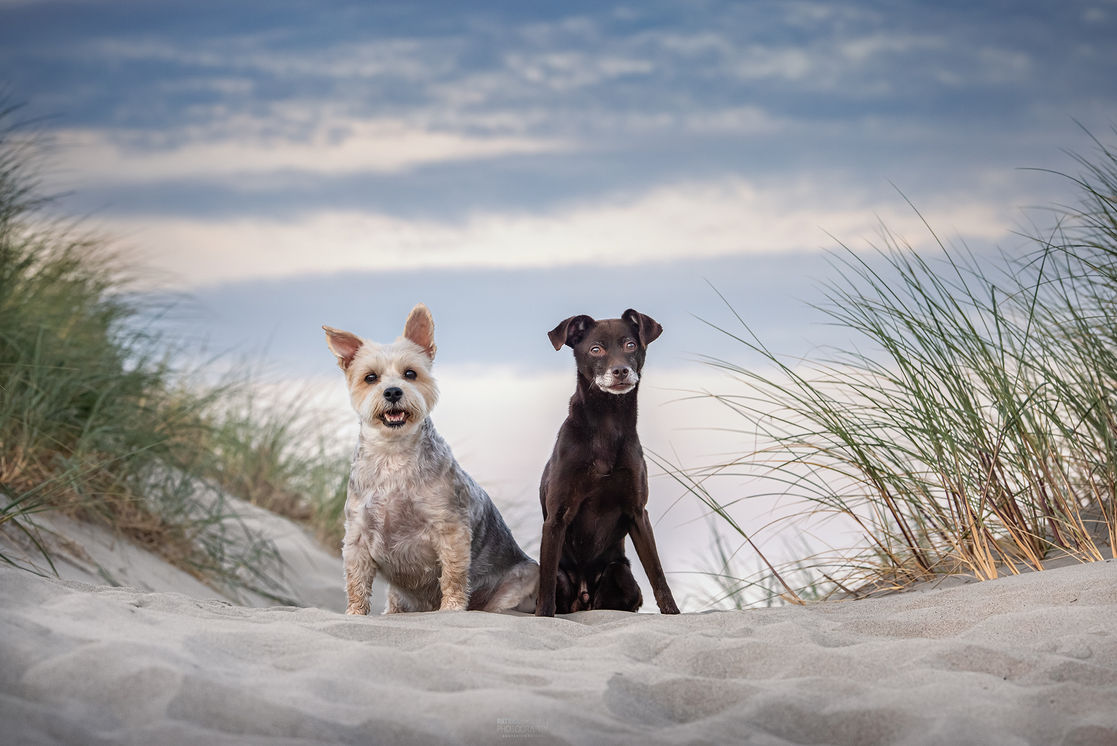 twee honden bij het strand