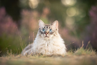 kat in de bloeiende heide

