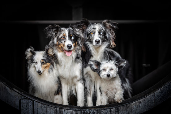 meerdere honden in een trein
