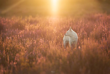 hond in de paarse heide tijdens de zonsondergang