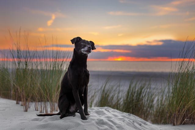 hond op het strand bij zonsondergang
