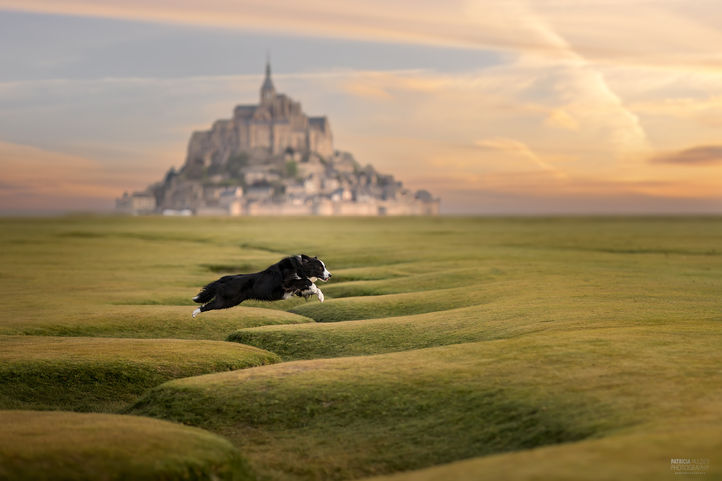Bordercollie bij Mont Saint Michel